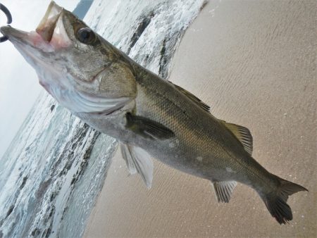 シモリの際から