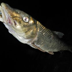 シーバス狙いが