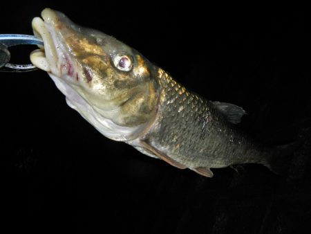 シーバス狙いが