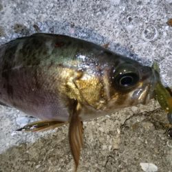 やっぱりメバル