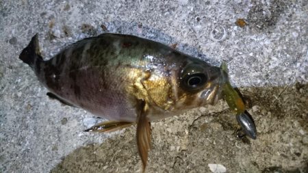 やっぱりメバル