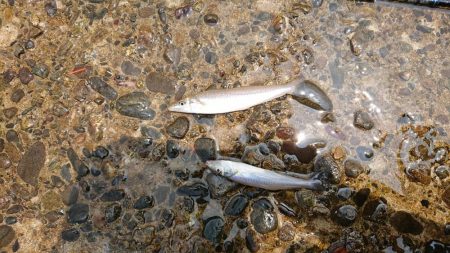 肘たたくんかえ！