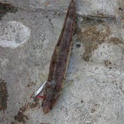 タチウオの季節到来