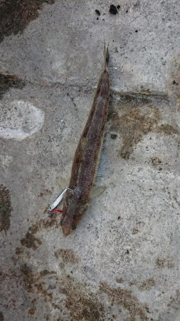 タチウオの季節到来