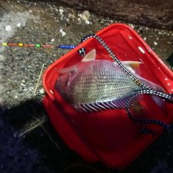 花市場公園でのエビ撒き釣りの釣果