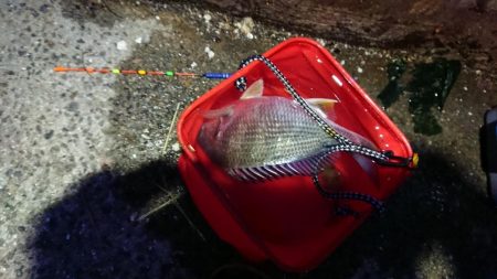 花市場公園でのエビ撒き釣りの釣果