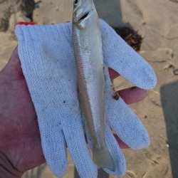 ちょい投げキス