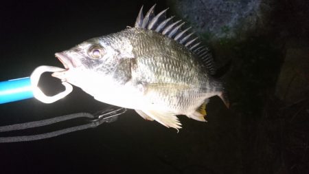 またまたチニング