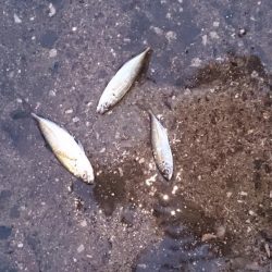 ツバスを釣りたい