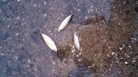 ツバスを釣りたい