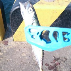 子供とサビキ釣り