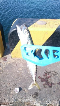 子供とサビキ釣り