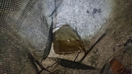 こいつしか釣れない‼…