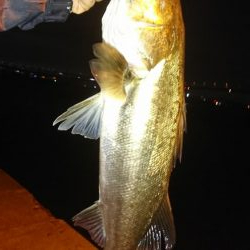 雨上がりシーバスフィッシング