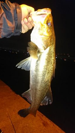 雨上がりシーバスフィッシング