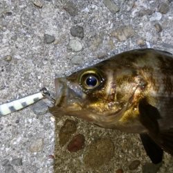 サバ狙いでメバリング？！