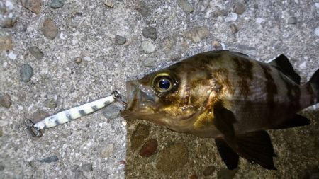 サバ狙いでメバリング？！