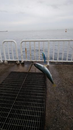 久しぶりの釣果はブリの・・・