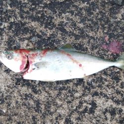 今日はツバス狙い