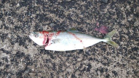 今日はツバス狙い