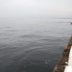 今日もツバス釣り