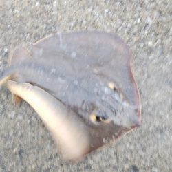 ツバス&ブリ狙い釣行