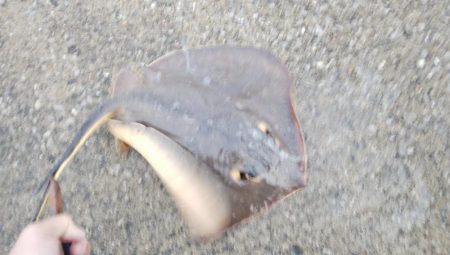 ツバス&ブリ狙い釣行