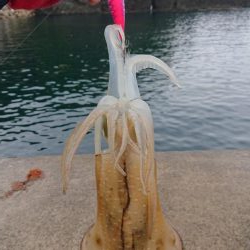 アオリ、キロ達成成らず。