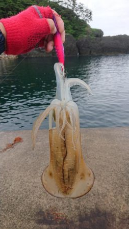 アオリ、キロ達成成らず。