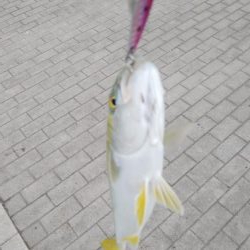 シーサイドコスモでツバス