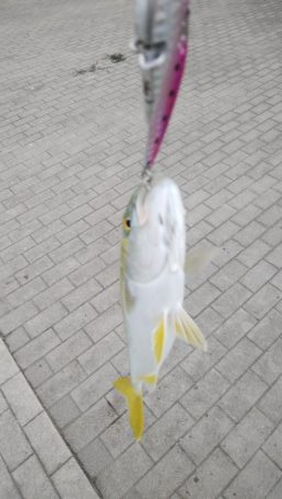 シーサイドコスモでツバス