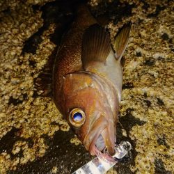 地磯でショアジギ