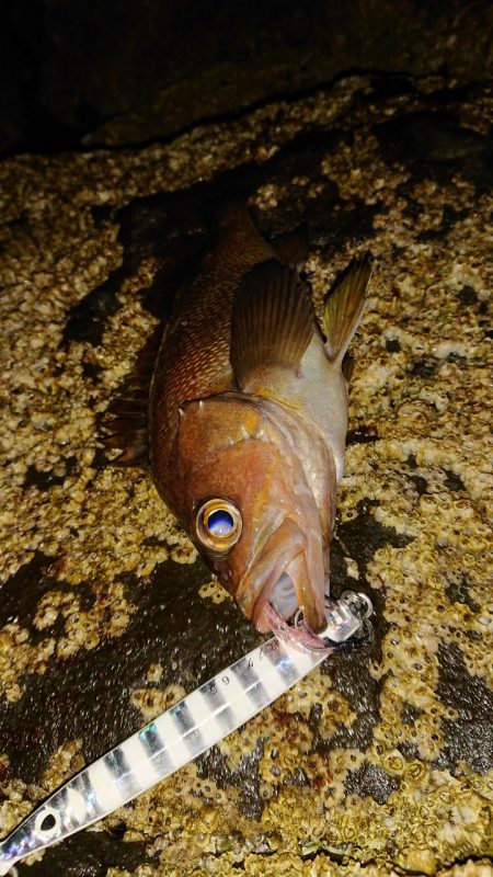 地磯でショアジギ