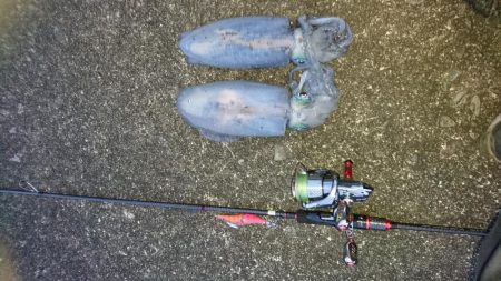 雨上がりの朝マズメ