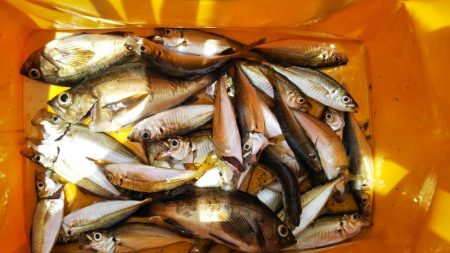 豆アジの1本釣り