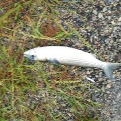 祭りは起きず・・・