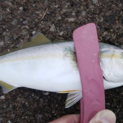 雨降る前にツバス釣り
