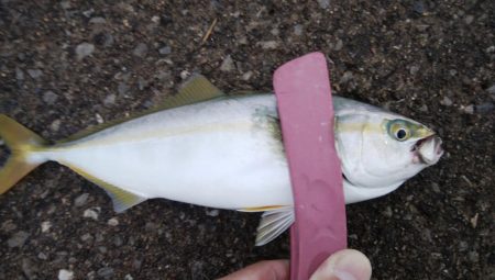雨降る前にツバス釣り