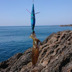 ガシラとコロッケ