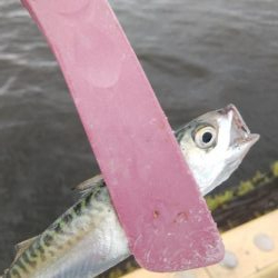 雨の合間にサクッと釣行