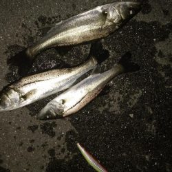 ナイトルアーフィッシング　シーバス