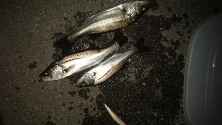 ナイトルアーフィッシング　シーバス