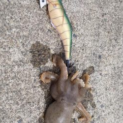 コウイカ狙いでタコ