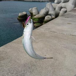 ライトショアジギング