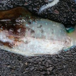 シャローDEランガン