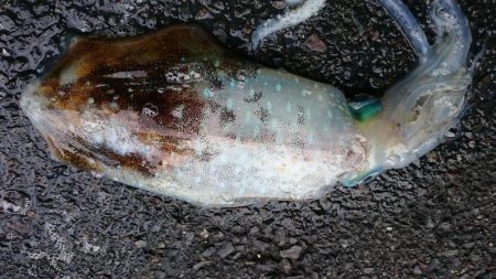 シャローDEランガン