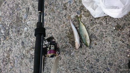 青物求めて高知へ！