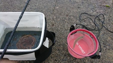 アナゴ釣りに行ったはずが…