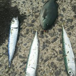 遠賀川河口キス調査＆若松小物調査