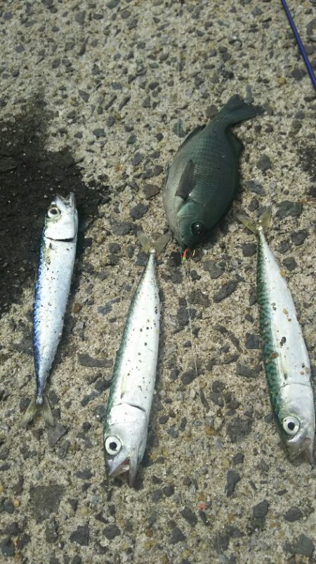 遠賀川河口キス調査＆若松小物調査